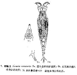 Wang, J J (1961): 中茵科學院水生生物研究所編輯 中自淡水輪虫志. [Fauna of freshwater rotifers of China.]  